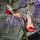 Schoenen