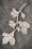 Darling Divine - Sparkly Flowers Brooch Années 40 en Argenté
