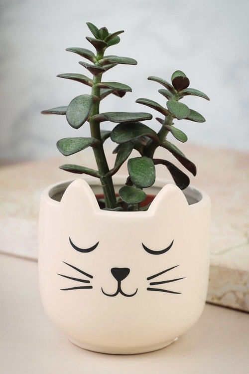 Sass & Belle - Mini plantenbak voor kattensnorharen 2