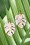 Louche - Tortoise Leaf Earrings Années 70 en Rose Pastel