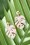 Louche - Tortoise Leaf Earrings Années 70 en Rose Pastel 5