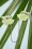 Erstwilder - Prim Blütenblätter Cardigan Clips 3