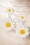 Topvintage Boutique 37278 Daisy Earrings Flower White Yellow 19012021 0014W