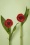 Poppy Field Earrings Années 60 en Rouge