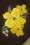 Collectif 44333 Autumn Floral Beret Brown Yellow 220627 602