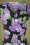 Vintage Chic 44166 Maxi Dress Black Purple Flowers 220923 601V