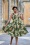 Miss Candyfloss - Poria Asparagus Seidiges Sommer Kleid in Oliv
