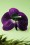 Lady Luck's Boutique Hairflower Isadora Purple 200 60 18629 04282016 106 2w