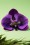 Lady Luck's Boutique Hairflower Isadora Purple 200 60 18629 04282016 104 2w