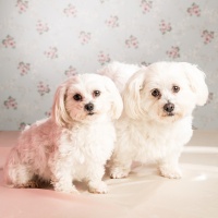 TopVintage Team Portraits 02122015 283